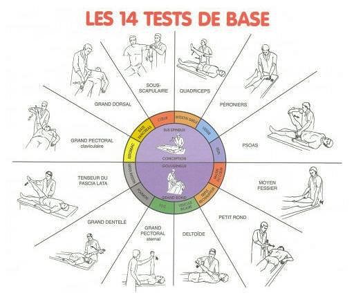 Les 14 tests du test musculaire