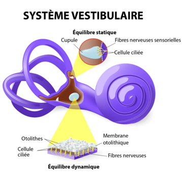 système vestibulaire