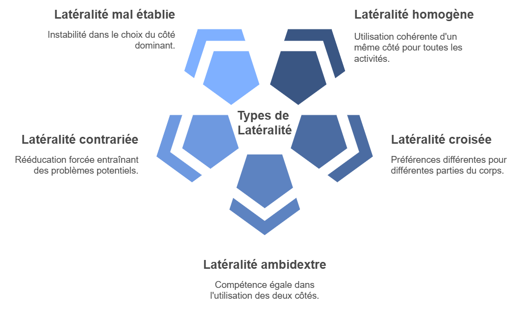 Les types de la latéralité